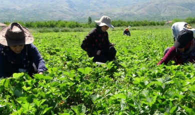 Malatya'da Kırmızı Elmas Hasadı Başladı: Günübirlik 500 Kilo Hasat...