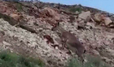 Malatya’da Nesli Tükenmekte Olan Yaban Keçileri Sürü Halinde Görüntülendi