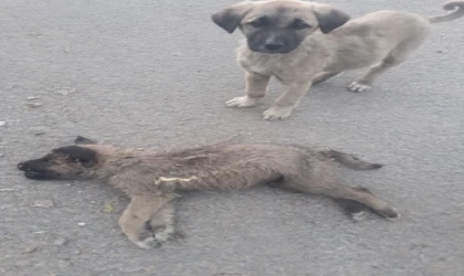 Malatya'da Skandal: TIR'dan Dereye Atılan Yavru Köpekler Ölümle Burun Buruna!