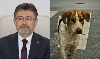 Malatya'da Sokak Hayvanları İçin Yeni Önlemler
