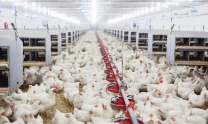 TÜİK: Tavuk Eti, Yumurta ve İçme Sütü Üretimi Arttı