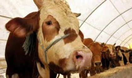 MALATYA’DA KURBAN KESENLER BU KURALLARA UYMALI: AMAN DİKKAT!