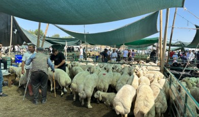Malatya'da Kurban Pazarında Hareketlilik: Fiyatlar Düşmedi