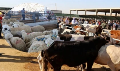 Malatyalılar Dikkat: Satılamayan Kurbanlıkları ESK Alacak