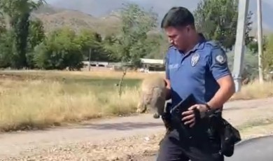 Polis, Minik Köpeği Araçların Altında Kalmaktan Son Anda Kurtardı