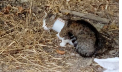 Kafasını Plastik Boruya Sıkıştıran Kediyi İtfaiye Kurtardı