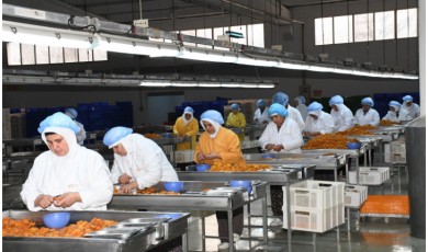 Malatya’nın Kuru Kayısı Hedefleri Yükseliyor: 100 Bin Ton ve 750 Milyon Dolar...