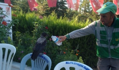 Mezarlıkta Baygın Bulduğu Kargayı Lokumla Besledi