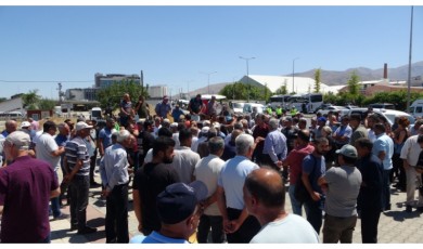 Sevgi BERK / TMO’nun Kayısı Masalı: Fiyat Belirsizliğiyle Çiftçinin Sinirini Hoplatan Sessizlik!