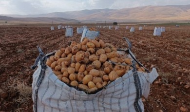 Darende’nin Yüksek Rakımlı Ovasında Patates Bereketi...