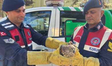 Yaralı Şahin, Kanat Altında! Jandarma Gözünden Kaçmadı