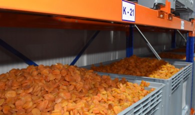 Kayısı İhracatında 750 Milyon Dolar Gelir Hedefi! Malatya Dünya Pazarı İçin Çalışıyor