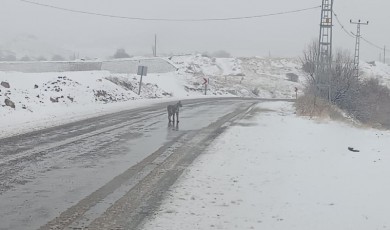 Hekimhan’da Vaşak Alarmı! Nesli Tükenmekte Olan Yırtıcı Kamera Karşısında