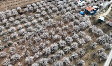 Kayısı Çiçekleri Bahara Merhaba Dedi! Ancak Meteorolojik Uyarı Çiftçiyi Korkutuyor