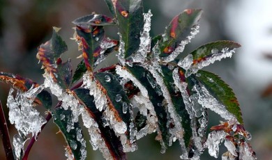 Meteoroloji'den Çiftçilere Kritik Çağrı: Zirai Dona Karşı Önlem Alın!