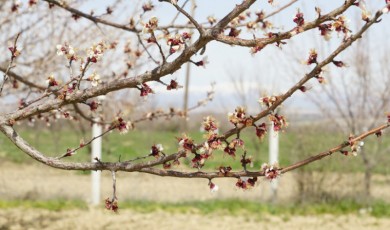 Zirai Don Malatya’yı Vurdu: Kayısı Bahçeleri Büyük Zarar Gördü!