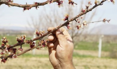 Altın Meyve Donla Karardı: Dondan Etkilenen Kayısıda Hasar Tespit Çalışmaları Başladı
