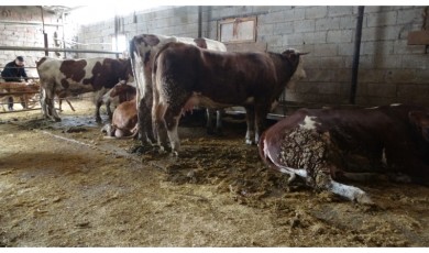 Elektrik İhmalinin Bedeli Ağır Oldu! Çiftçi Mağdur