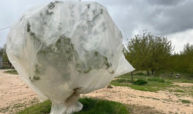 Malatya'da Zirai Don Tehlikesi: Üreticiler Ateş ve Naylonla Korunuyor