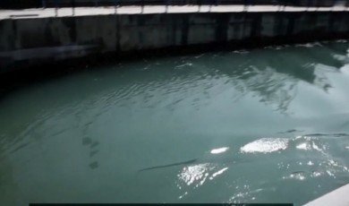 Sevgi BERK / Bir Serinlik Uğruna Yüreğimiz Yanmasın