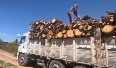 Dondan Kaçan Üretici Ağacını Kesti: 25 Yıllık Ağaçlar Testereye Yenildi