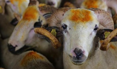 Kocam Zengin, Ben de Kurban Kesmek Zorunda mıyım?