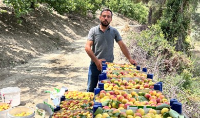 Malatya’da Don, Arsuz’da Bolluk! Kayısı Pazarı Karıştı