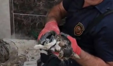 Malatya’da İtfaiyeden Nefes Kesen Kedi Kurtarma Operasyonu