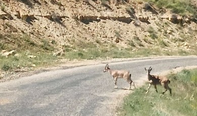 Nesli Tükenmekte Olan Dağ Keçileri Malatya’da Görüntülendi