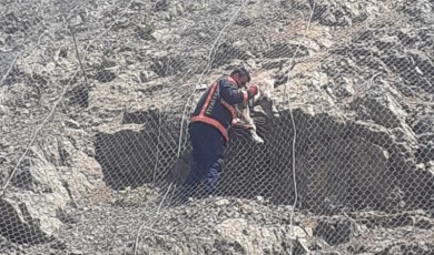 Pütürge’de Keçi Operasyonu: Keçiler Ağa Takıldı, İtfaiye Seferber Oldu!