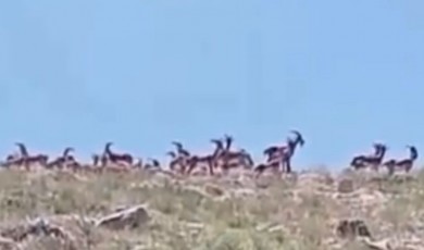 Yaban Keçileri Dağlardan Kayısı Bahçelerine İndi