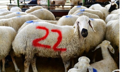 Yeşilyurt’ta 41 Noktada Kurban Kesim ve Satış Alanı!