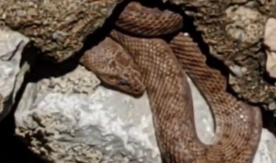 Yeşilyurt’ta Panik! Yürüyüş Yolunda Engerek Yılanı Görüldü