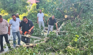 Arapgir’de Fırtına Uyarısı: Ağaçlar Devrildi, Vatandaşlar Tetikte
