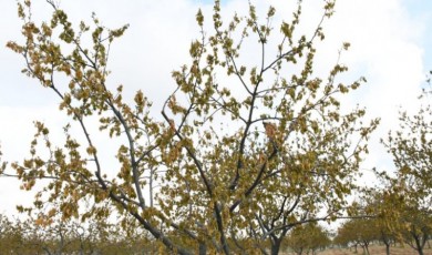 Hüccetullah HAKDER / Bir Kayısı Konuştu, Koca Şehir Susturuldu