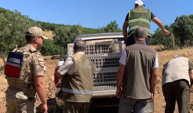 Kınalı Keklikler Malatya’dan Elazığ’a Doğaya Salındı, Av Yasaklandı!