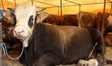 Malatya’da Hayvan Pazarları Şap Tehlikesiyle Kapatıldı