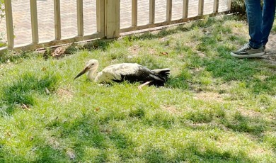 Malatya'da Uçamayan Yavru İçin Seferberlik Başladı