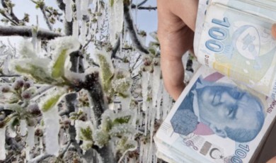 Sevgi BERK / Destek Sözü, Tarih Güncellemesi ve Malatya Gerçeği: Zirai Don Mağdurları Yine Beklemede
