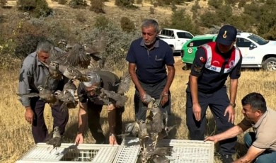Doğaya Salınan Keklikler Kenelere Karşı Doğal Savaş Başlattı