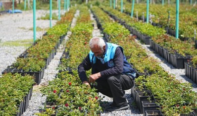 İlçe Yeşile Büründü! 1,5 Yılda 75 Park Yenilendi, 6 Yeni Park Açıldı
