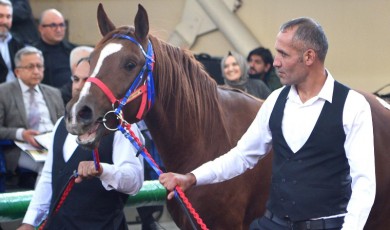 10 Milyonluk Tay! Sultan Suyu’ndan Atçılıkta Cumhuriyet Rekoru
