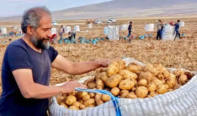 Malatya Darende Türkiye’nin Patates Üssü Oluyor: Niğde Patatesini Geride Bırakan Lezzet