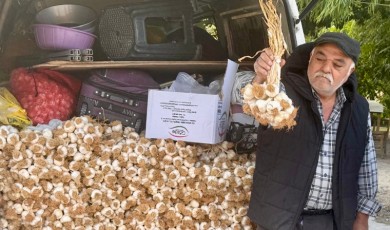 Yerli Sarımsak İçin Kastamonu’dan Darende’ye Uzanan Yolculuk