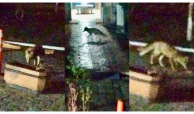Doğal Hayat Tehdit Altında: Tilki Şehirde Yiyecek Aramak İçin Siteye Girdi!