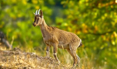 Hekimhan’da Yaban Hayatının Sıra Dışı Anı: Yaban Keçisi Altın Işıkta Poz Verdi