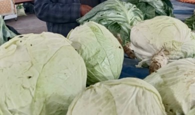 İlaçsız Yetiştirilen Göyyar Lahanası, Gastronomi Turizminin Yeni Yıldızı Oluyor!