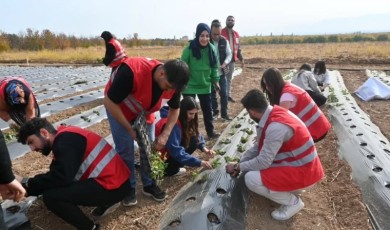 Kale, Battalgazi, Yeşilyurt ve Doğanşehir’de 12 Üreticiye Çilek Hibesi!