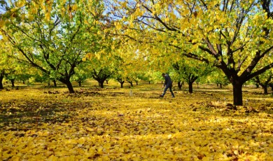 Malatya Kayısısı İçin Sonbahar İpuçları: Hastalıklarla Mücadelede Doğru Yöntemler Nelerdir?