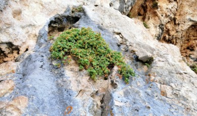 Malatya'nın Çiçeği (Hypericum malatyanum) Yüzde 90 Antioksidan Etki Gösterdi!
